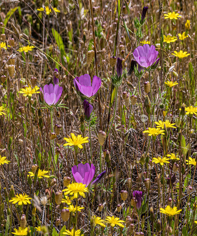 锦葵(Sidalcea diploscypha)是锦葵科开花植物的一种。它是加州特有的，生长在该州中部的林地和山谷中。索诺玛山保护区，索诺玛县，加利福尼亚州